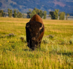 Solo bison in a yellowing prairie field during the autumn season